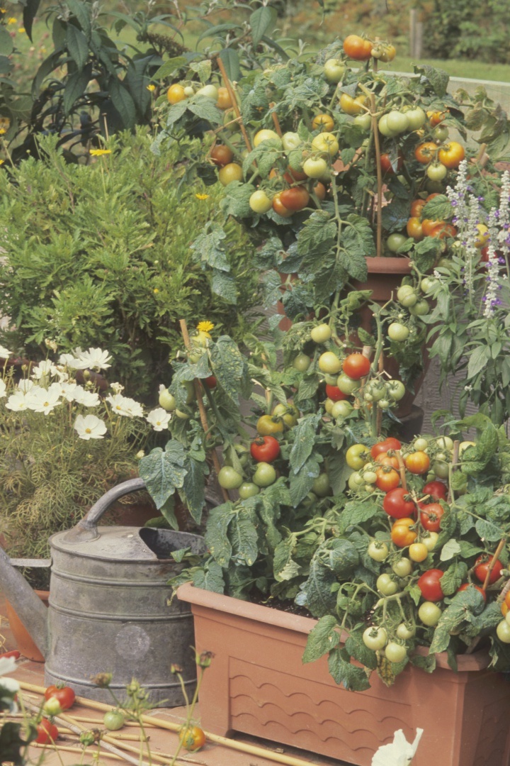 balkonski vrt, lonci za balkon, paradižnik sadike za na balkon, vrt na balkonu, zelenjava
