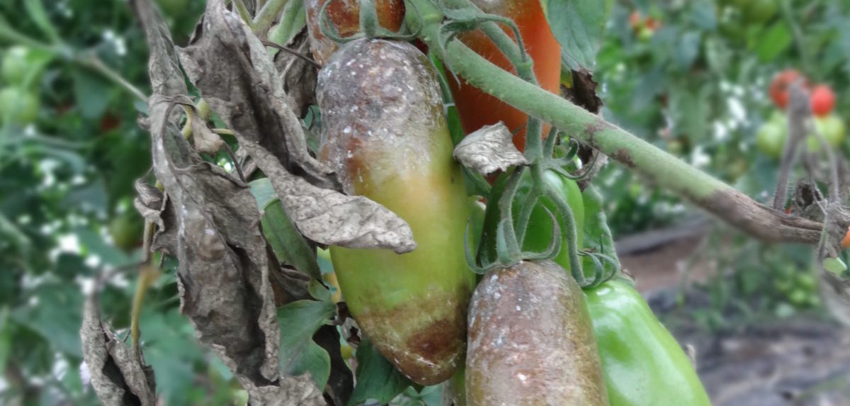 bolezen paradižnika zelenjavni vrt bolezni zelenjave krompirjeva plesen