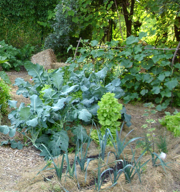 kam posaditi brokoli, brokoli lega na vrtu, ekološko sajenje brokolija