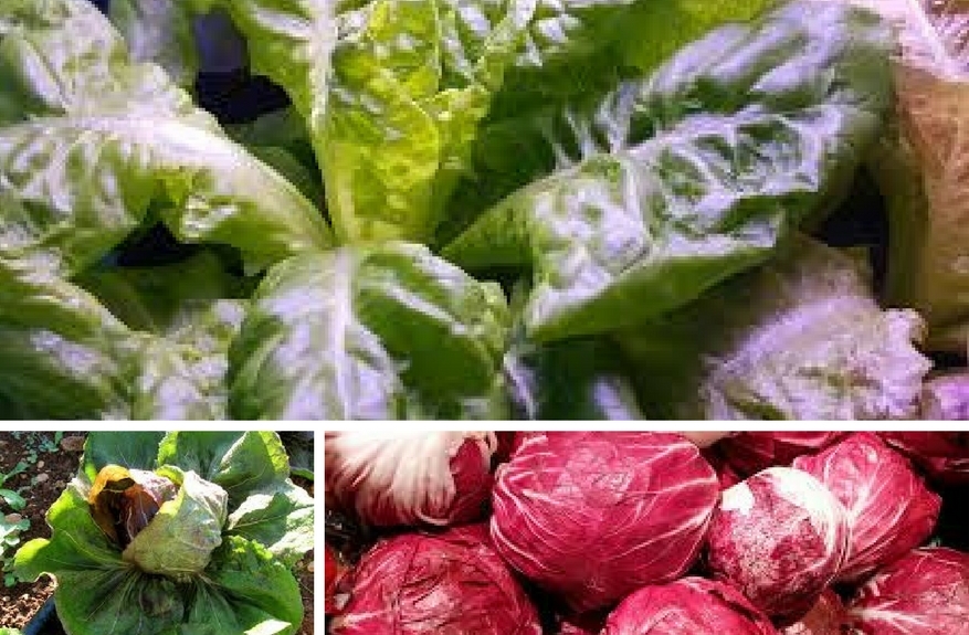 Zelenjava od A do Ž: radič - Posadi.si Blog