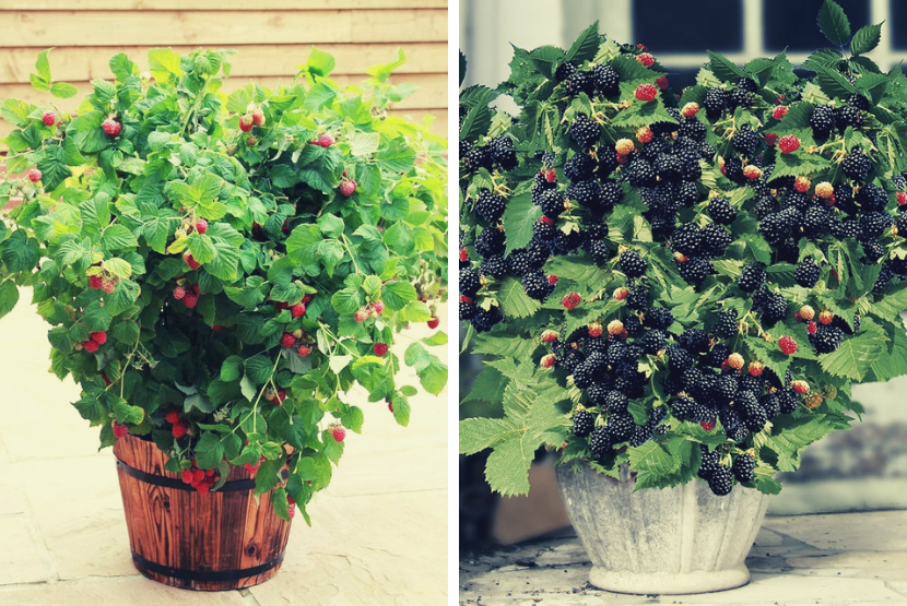 Pritlikave sorte sadja, ki ga lahko gojimo kar v loncih na balkonu, BALKONSKO SADJE, SADJE KI NE RASTE NA DREVJU