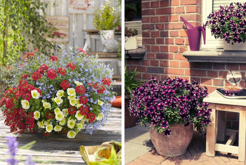 balkonske rože za poletje 2019, kombinacije rož za balkon, pelargonije, verbene, lobelije, potunije, balkonsko cvetje