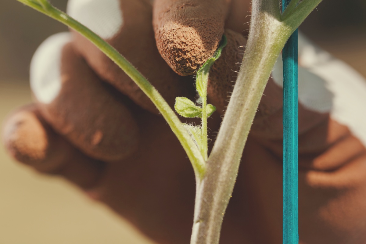 odstranjevanje zalistnikov pri paradižniku vzgoja paradižnika bolezni obrezovanje paradajza zelenjavni vrt