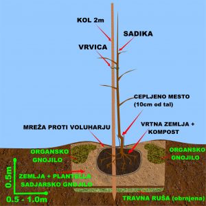 sadno drevje - skica sajenja