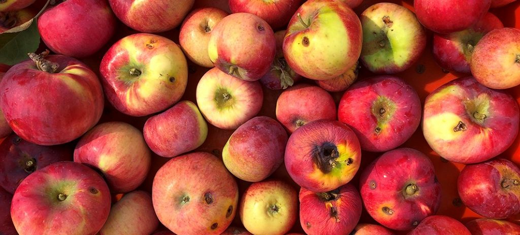 Poškodbe jabolk zaradi napada jabolčnega zavijača (Cydia pomonella) (vir: https://agresearch.montana.edu/)